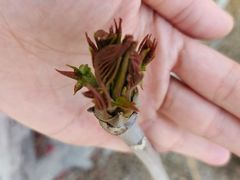 -北京上方山国家森林公园