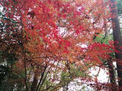 -西湖风景区-江洋畈生态公园