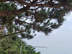 -日照海滨国家森林公园