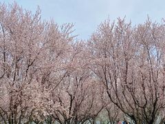 -苏州上方山国家森林公园