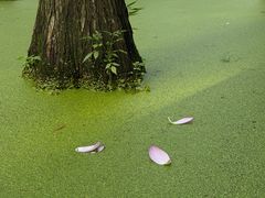 -渌洋湖湿地公园