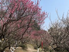 -南京古林公园