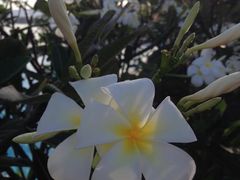 iphone_upload_pic-丹绒亚路香格里拉