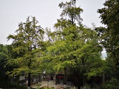 -镇江市南山风景名胜区竹林景区