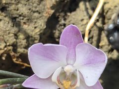 -北京植物园-展览温室