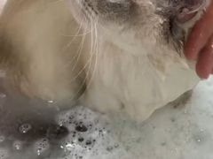 -momokira米努特·德文卷毛猫·棉花面纱犬