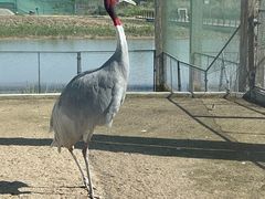 -盐城丹顶鹤湿地生态旅游区