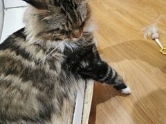 -COLOR PETS 撸猫馆·购猫·猫咖(长风大悦城店)