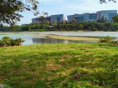 -华侨城湿地公园