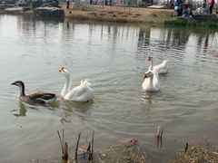 -西苑公园