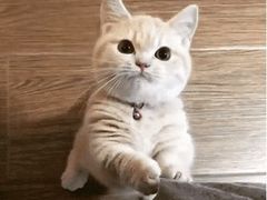 -宝寿司(红瓦寺店)