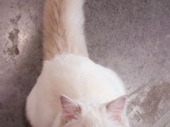 -瞄一喵猫咖(格力海岸店)