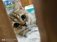 -龟与熊猫宠物公园(南坪店)