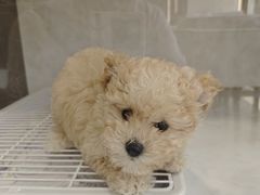 -翊宠yipet猫狗购宠庄园犬舍•猫舍