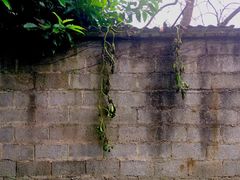 -桤木河湿地公园