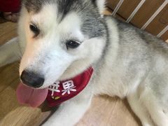 -Husky Go! 哈士奇体验馆·宠物咖啡厅狗咖