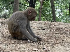 -黔灵山公园