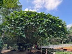 -海南热带野生动植物园