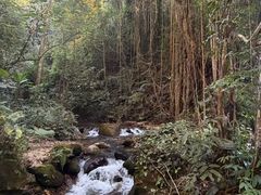 -莫里热带雨林景区