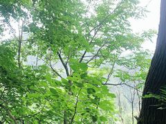 -牛背梁国家森林公园