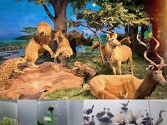 -国家自然博物馆
