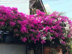 -Dash Teak House