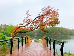 -东平国家森林公园
