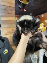 -Zoolung Zoolung动物主题公园(海信广场店)