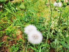 -桃源山庄·水蜜桃采摘·柴火鸡·烧烤团建(龙泉山店)