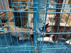 -龟与熊猫宠物公园(南坪店)