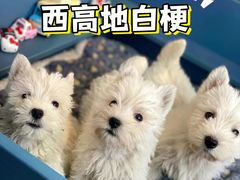 -萌宠之家·腊肠犬·马尔泰·小体犬舍