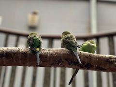 -正佳雨林生态植物园
