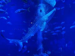 -烟台海昌鲸鲨海洋公园