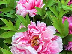 -莲花池公园