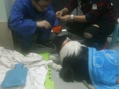 -北京派仕佳德动物医院·超导核磁·CT·神经科·骨科·内外科·急重症管理中心