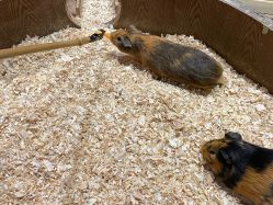 -Zoolung Zoolung动物主题公园(海信广场店)