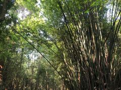 -广州市石门国家森林公园