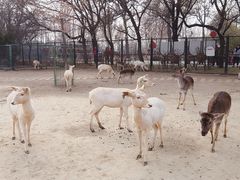 -北京麋鹿生态实验中心