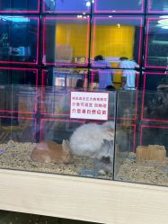 -神奇动物撸宠馆·羊驼·小浣熊·异宠(豫园店)