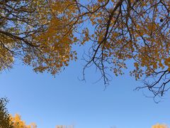 -金塔沙漠胡杨林景区