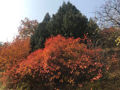 -北京鹫峰国家森林公园