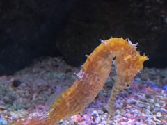 -暹罗海洋世界