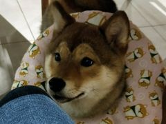 -柴务处·柴犬主题狗咖