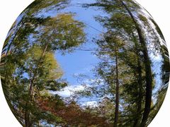 -上海滨江森林公园