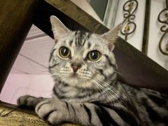 -喜茶(东莞汇一城店)