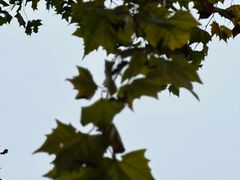 -重庆市江北嘴中央商务区中央公园