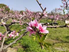 -南汇桃花村