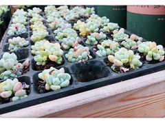 -三圣花乡旅游区