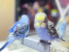 -袁记云饺(西安路店)