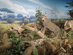 -陕西自然博物馆